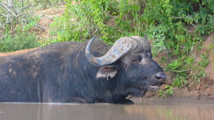Large African buffalo partially submerged in water, cooling off near lush greenery at Kruger National Park, South African.