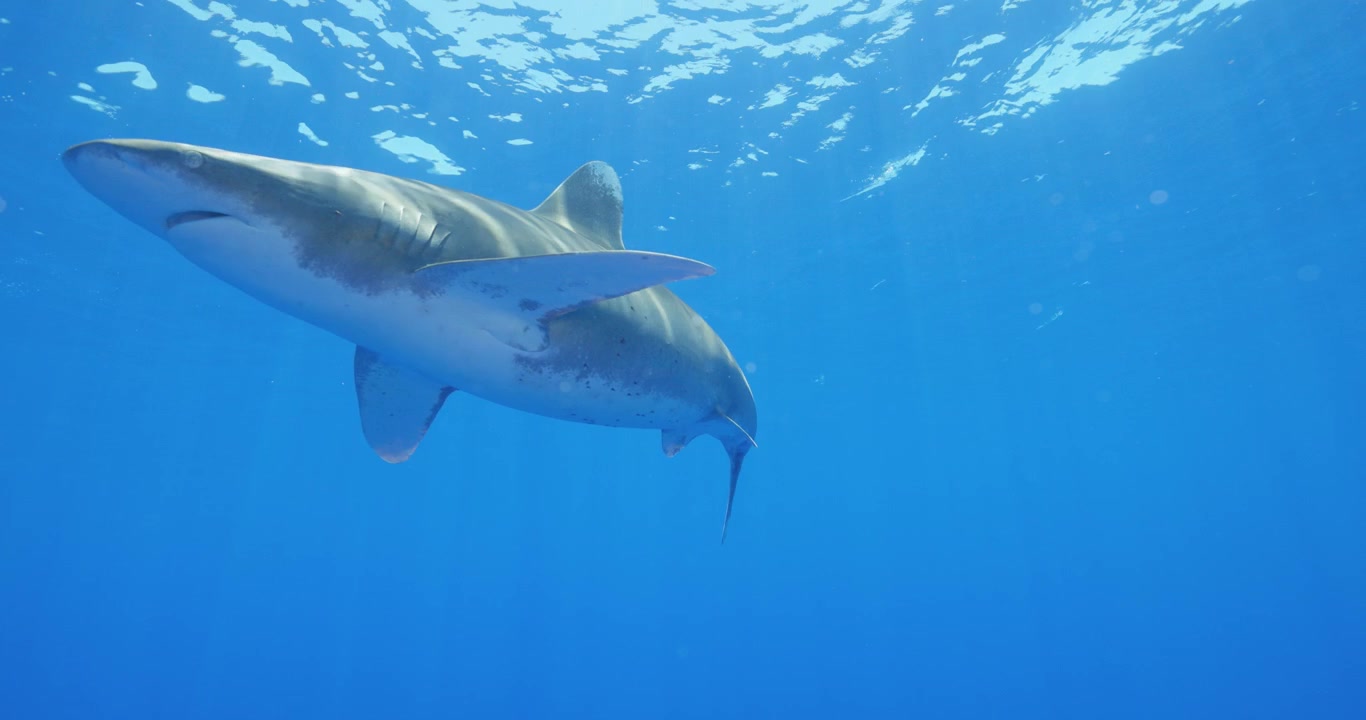 Oceanic Whitetip Shark swimming beneath the sunlit ocean surface in clear tropical blue waters with remora companions.