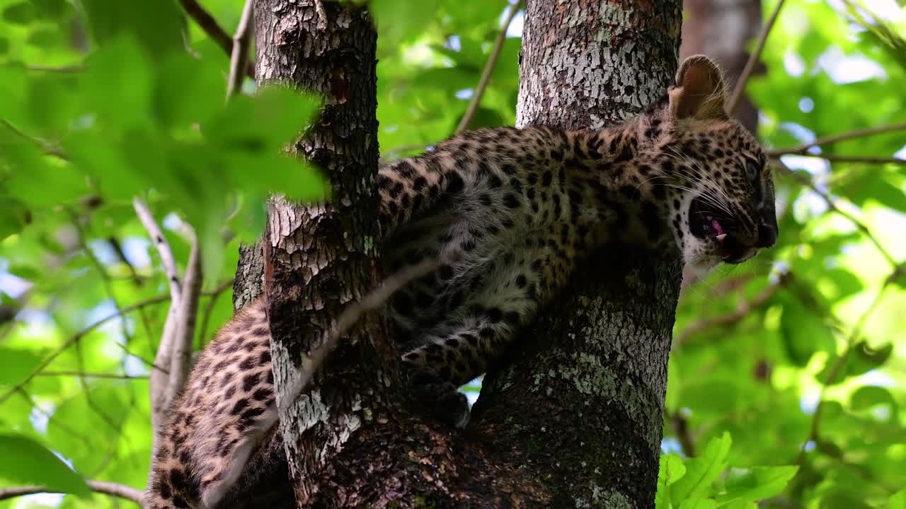 el leopardo de indochina es una especie vulnerable y uno de los grandes felinos de tailandia