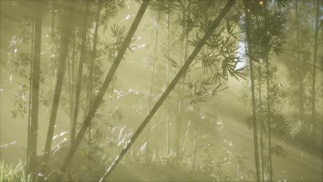 asian bamboo forest with morning fog weather