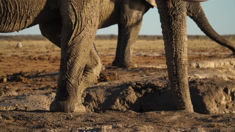 pan from feet to head of elephant spraying himself with mud