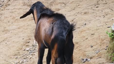 goat walking on a dirt path