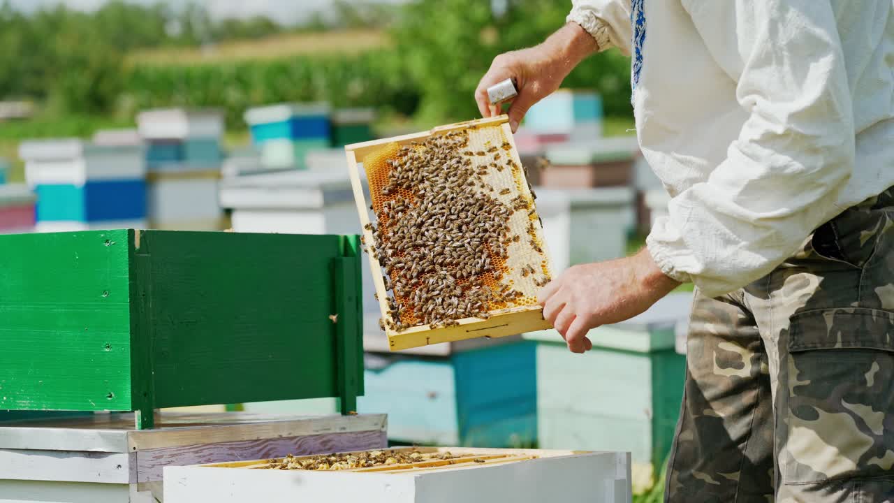 Beekeeper is working with bees and beehives on the apiary. Bees on honeycomb. Frames of a bee hive. Beekeeping. Honey.