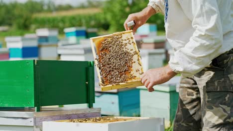 beekeeper is working with bees and beehives on the apiary. bees on honeycomb. frames of a bee hive. beekeeping. honey.
