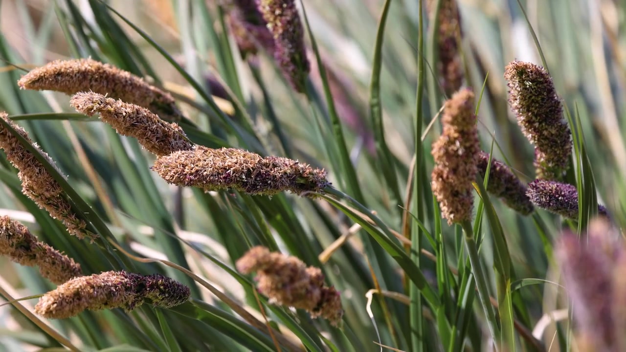 Erba a ciuffi di Harding (Poa flabellata, Poaceae) della Georgia del Sud che si muove nel vento costiero in Georgia del Sud, isole subantartiche, dettaglio ravvicinato della vegetazione, ripresa statica dell'habitat della fauna selvatica.