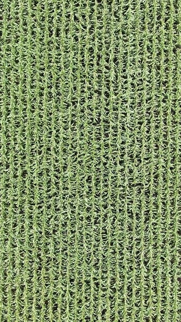 Vista aerea verticale dall'alto di un drone che guarda dritto verso il basso mentre scende su file di coltivazioni di mais verde in un campo agricolo in Manitoba, Canada.
