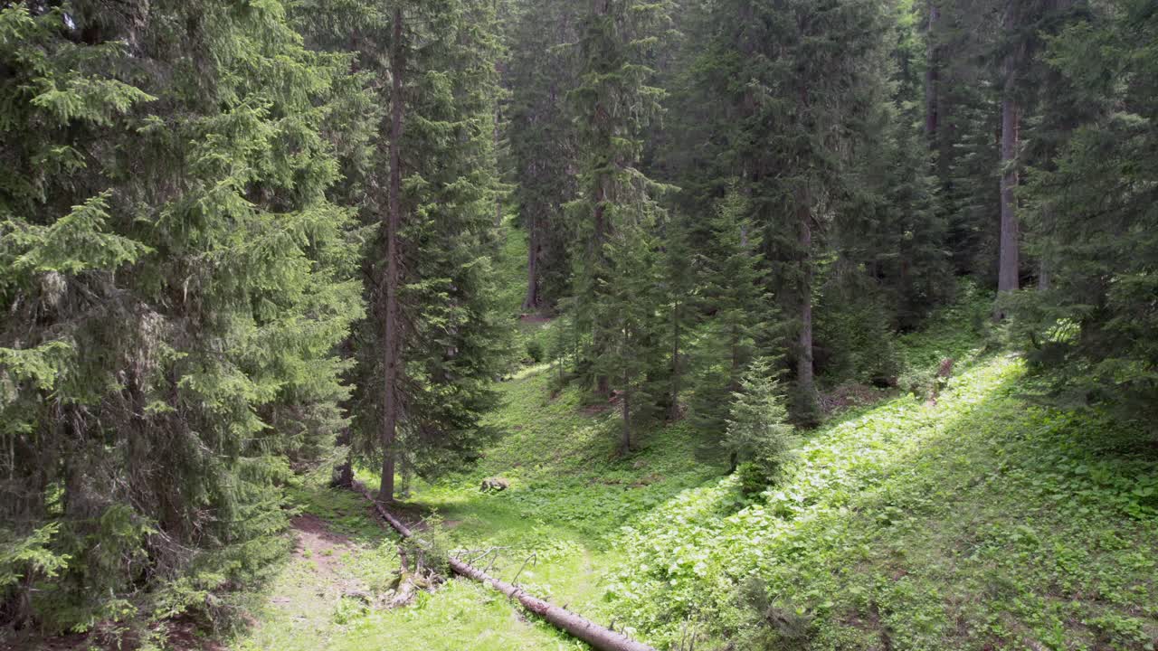 Aerial drone footage of an old, forested landscape in Switzerland in summer. The drone fly smoothly between trees in a forest of tall, mature Norway spruce trees, turning to see bright shafts of light