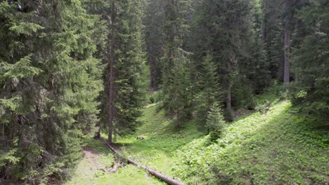 aerial drone footage of an old, forested landscape in switzerland in summer. the drone fly smoothly between trees in a forest of tall, mature norway spruce trees, turning to see bright shafts of light