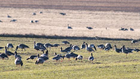 una gran bandada de gansos albifrones de frente blanca en el campo de trigo de invierno durante la migración de primavera
