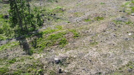 Un-Dron-Aéreo-Disparó-De-Arriba-Hacia-Abajo-Sobre-Una-Parte-Destruida-Del-Bosque-Debido-Al-Viento-O-A-Un-Desastre-Ambiental-En-Un-Día-Soleado