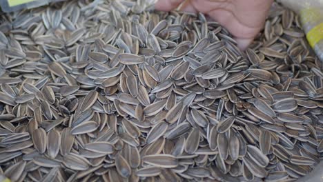 close-up of a hand holding sunflower seeds