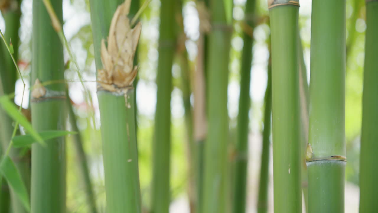 Explore vibrant growth of bamboo in a lush tropical forest setting
