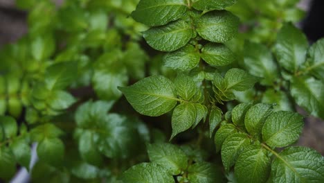 Rain-drops-falling-on-to-potato-plant-leaves---4K