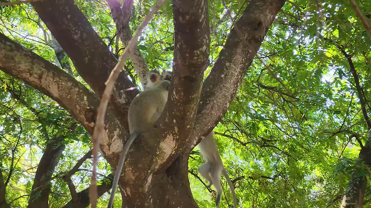 Vervet monkeys relaxing in tree under lush green leaf foliage