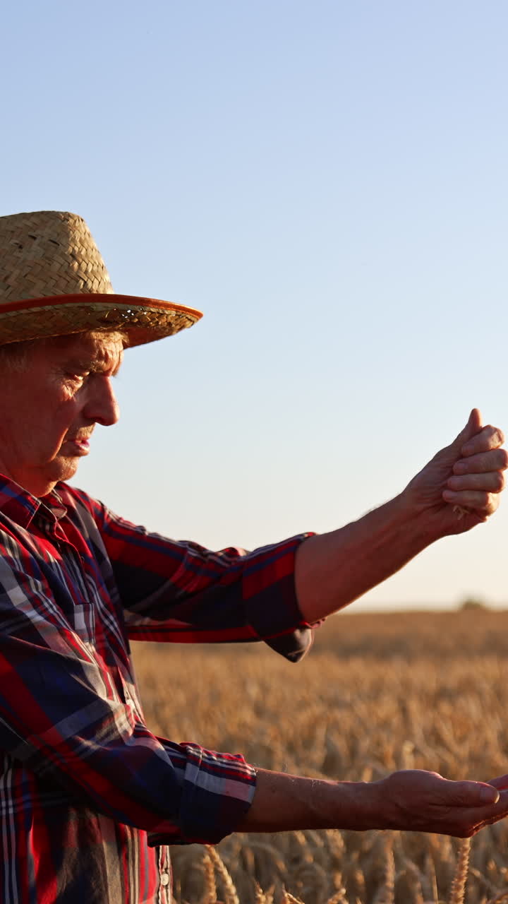 Mature male farmer checking grain in the field. Man in hat stands in the plantation at sunset pouring wheat corn. Vertical video