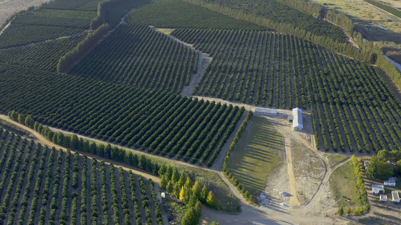 el hogar de las naranjas más jugosas de la historia.