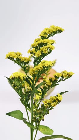 yellow flowers close-up
