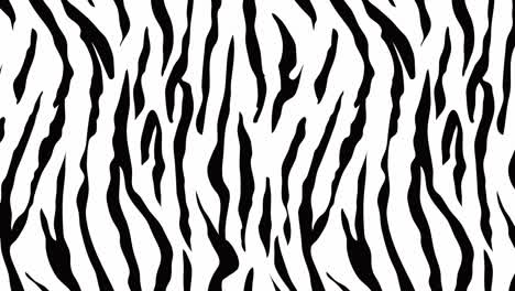 animated video of seamless zebra pattern scrolling horizontally