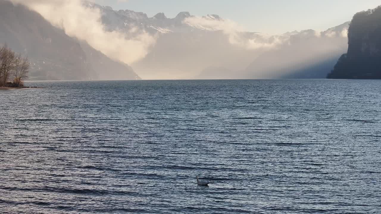 Serenity at Lake Walensee: A peaceful spring morning scene with calm waters, swans bathing, and the majestic Swiss Alps as a backdrop.