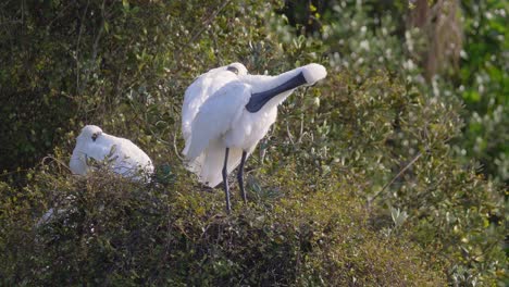 Königslöffler-Platalea-Regia-Ruht-Auf-Einem-Baum-In-Neuseeland