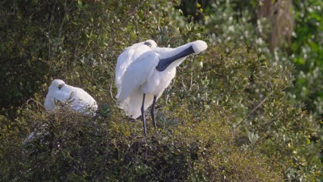 platalea regia descansando en un árbol en nueva zelanda