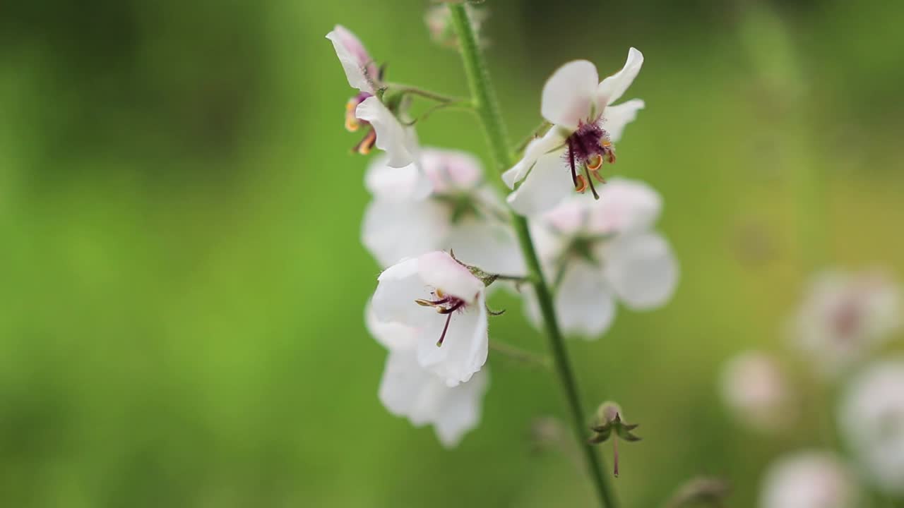 White Flower With Dark Burgundy Center With Creamy Background Second Flower In Background Cinematic HD