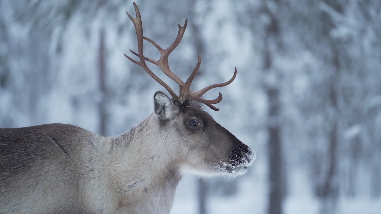 Slowmotion af et rensdyr, der ser sig omkring i et sneklædt landskab i Lapland, Finland.