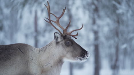 slowmotion of a reindeer looking around in a snowy landscape in lapland finland