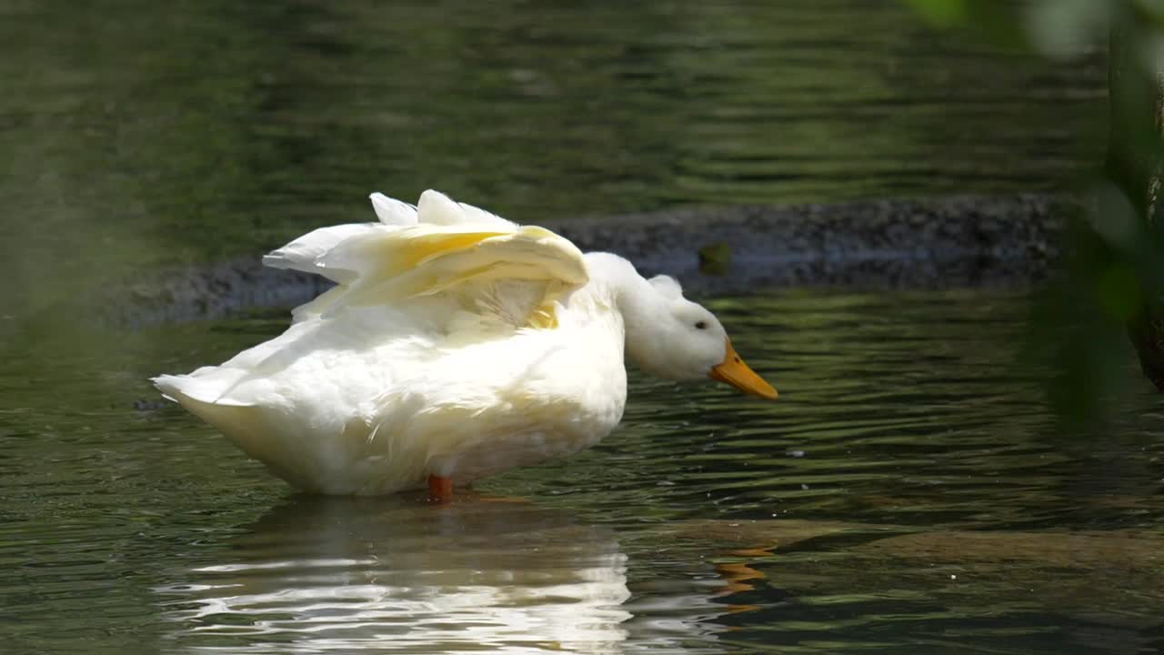 Close up of cute white duck catching fish with beak during chase in lake - slow motion shot of diving beak underwater