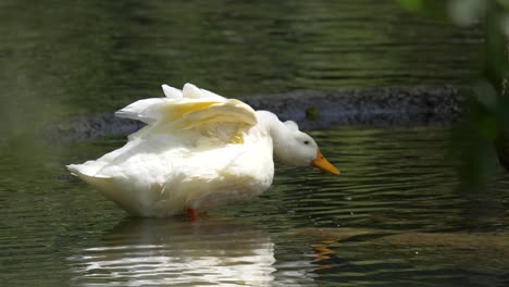 Nahaufnahme-Einer-Süßen-Weißen-Ente,-Die-Während-Der-Verfolgungsjagd-Im-See-Fische-Mit-Schnabel-Fängt---Zeitlupenaufnahme-Eines-Tauchschnabels-Unter-Wasser