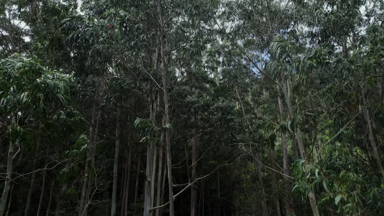 Dense Eucalyptus Forest