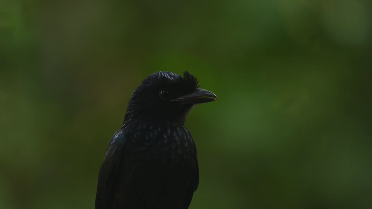 un retrato de este gran drongo de cola de raqueta dicrurus paradiseus, tailandia