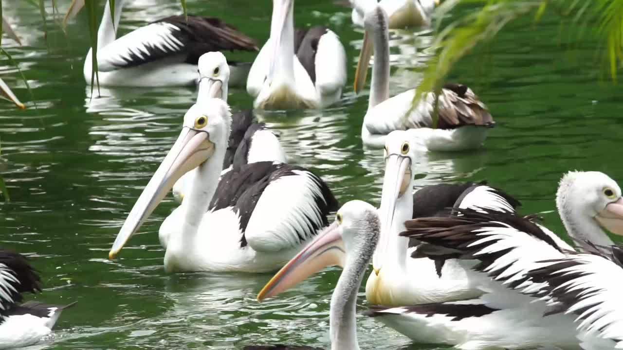 Esquadrão de pelicanos australianos flutuando na água. Close-up