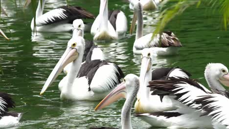 Squadron-Of-Australian-Pelicans-Floating-In-Water.-closeup