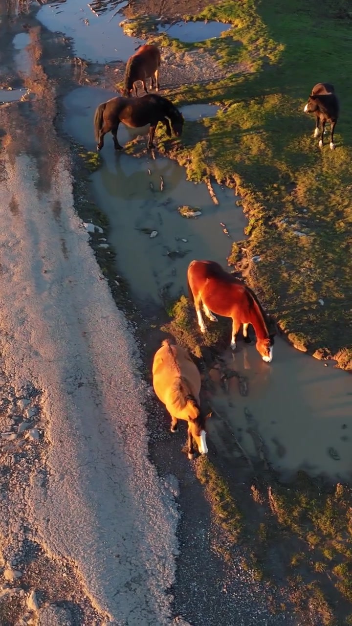 Luftaufnahme von Pferden, die bei Sonnenuntergang auf einer offenen Weide an schlammigen Tümpeln grasen und trinken.