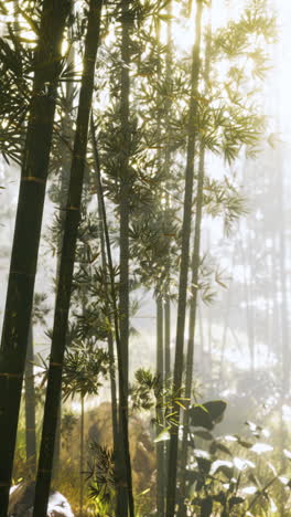 la luz del sol brillando a través de un denso bosque de bambú