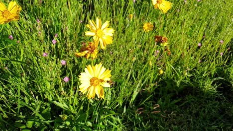 Bright yellow wild flower daisy growing tall in grass field  with bees and butterflies around at Camelroc sandstone moluti cliffs.