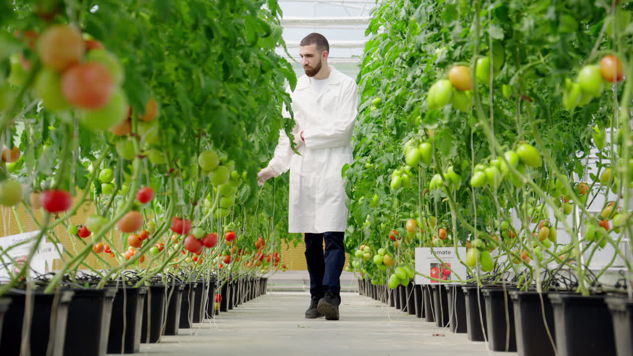 Laboratory technician in a white coat analysing tomatoes grown in a greenhouse