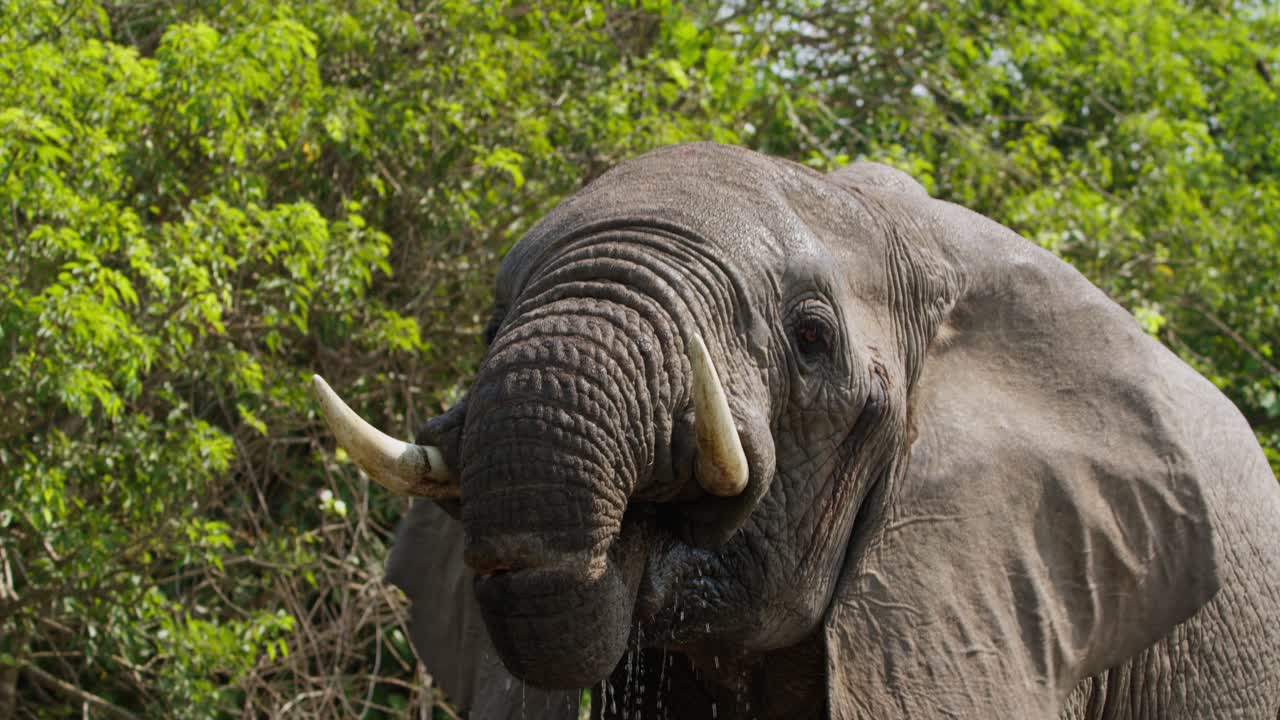 African bush elephant (Loxodonta africana) drinks from the Nile river, its trunk curled and tusks glinting in the sun while it stands near the water in Murchison Falls National Park, Uganda.
