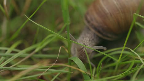 close up of brown shelled snail slowly foraging