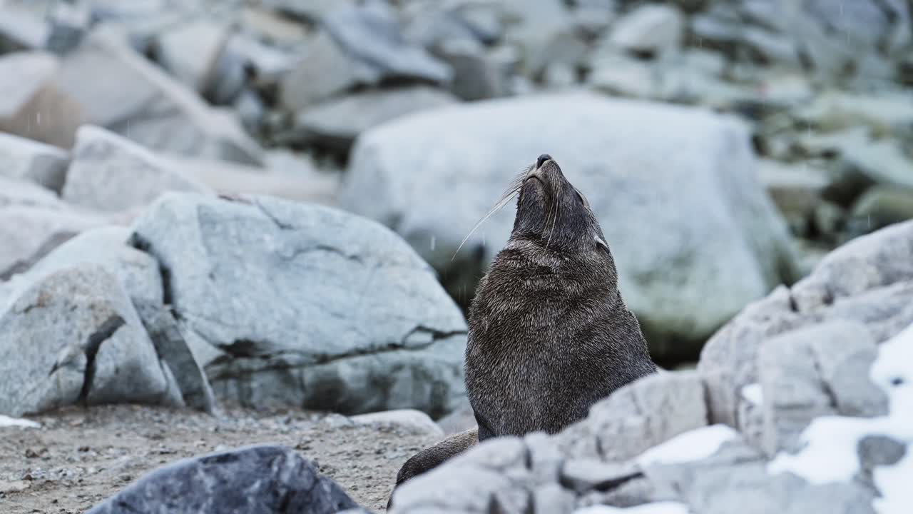 Antarctica Wildlife of Antarctic Fur Seal, Animals of Antarctic Peninsula Grooming on Mainland Land, Slow Motion Close Up Portrait in Rugged Landscape Scenery