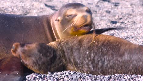 sea lions fight on a beach in the galapagos islands ecuador 2