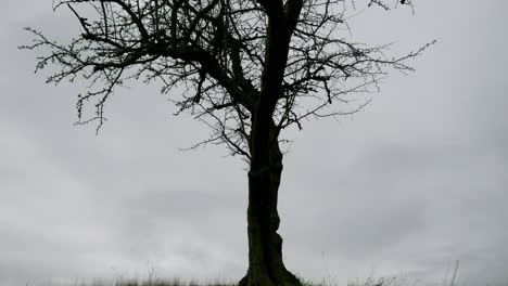 Einzelner-Baum-Auf-Der-Spitze-Des-Hügels