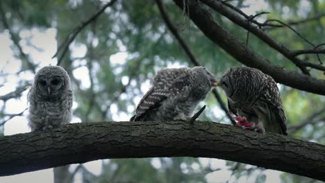 a barred owl feeds it's young chicks a rat that it recently caught in a forest in victoria, british columbia, canada.
