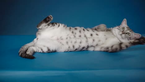 lazy cat egyptian mau lying on floor