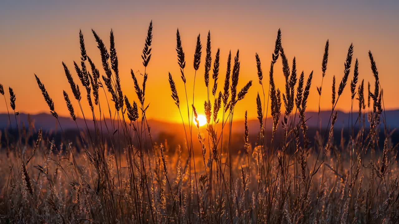 Fredelig solnedgang over gresseng: Et vakkert skue av naturens farger når solen går ned bak silhuetter av høyt gress mot en klar himmel