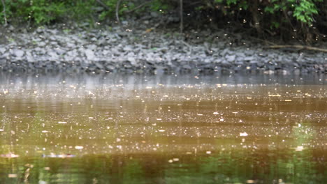 river stream with swarm of mosquitoes, wild river scene at summer, low angle