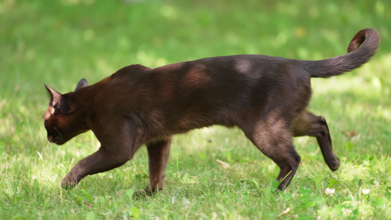 Lovely cat with short shining black fur walks in the nature. Yellow-eyed domestic animal exploring grass.