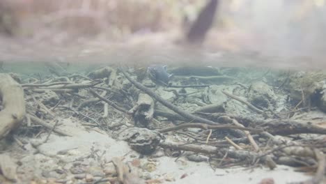 adult spawning coho salmon dying after spawning