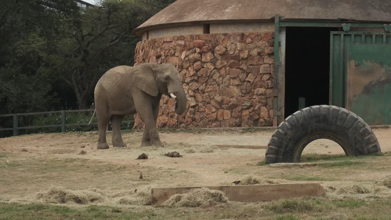 Elephant eating grass in enclosure